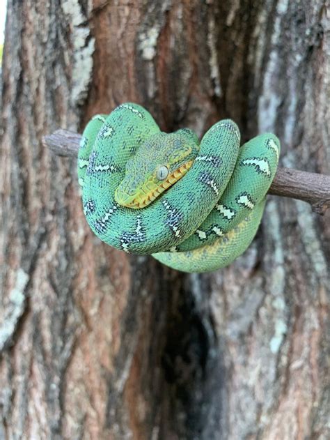 Live Reptiles online Store in USA & Europe. . Emerald tree boa for sale uk